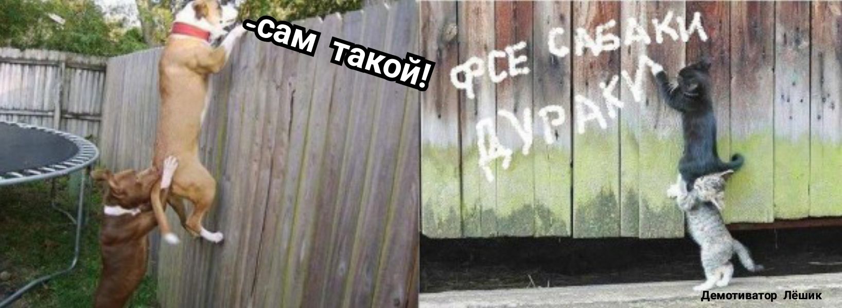 к и ш е Л и и и м е д