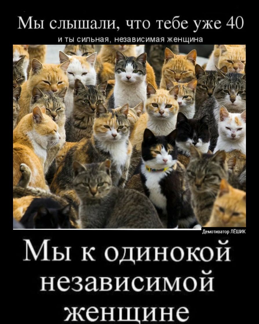 МЫ слышали что тебе уже 40 И ТЫ сильная НЗЗЗВИСИМЁЯ ЖЭНЩИНЗ т _ _ Г 34 демотиватор пЕшик Мы к одинокои независимой женщине