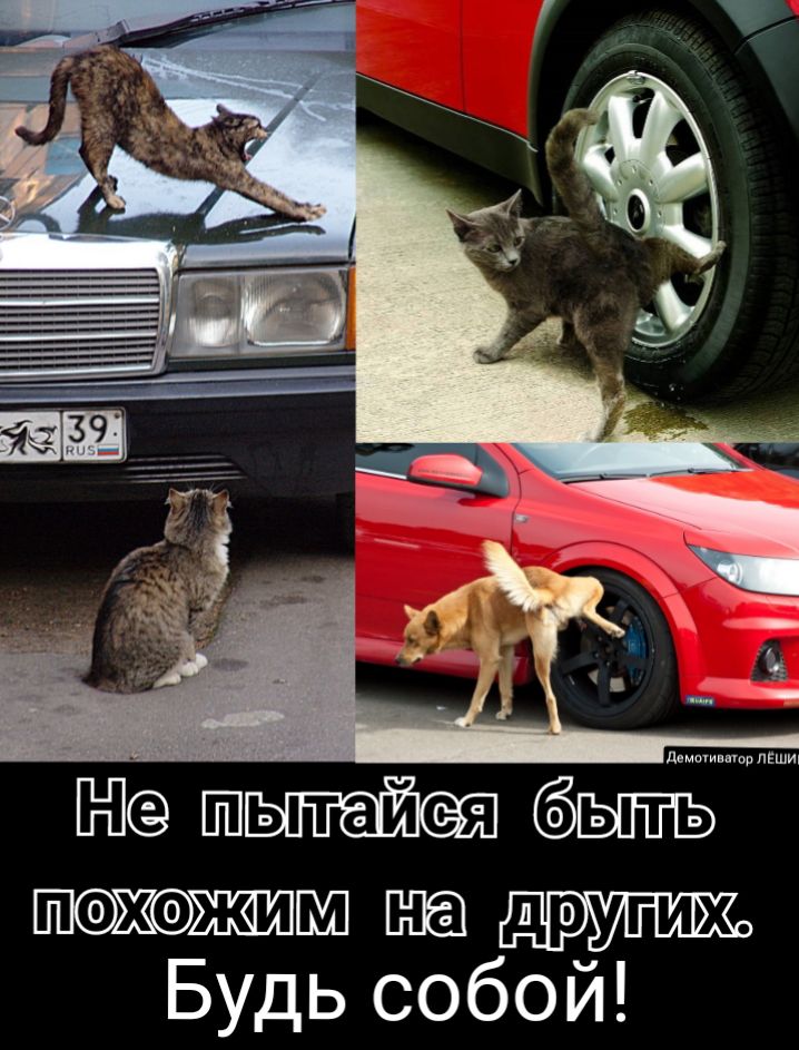 д и пЕшт ШЬПЫШСЪПЪ ПЫЮЖШшадиж Бмдьсобой