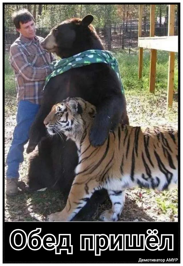 демтивыпр АМУР