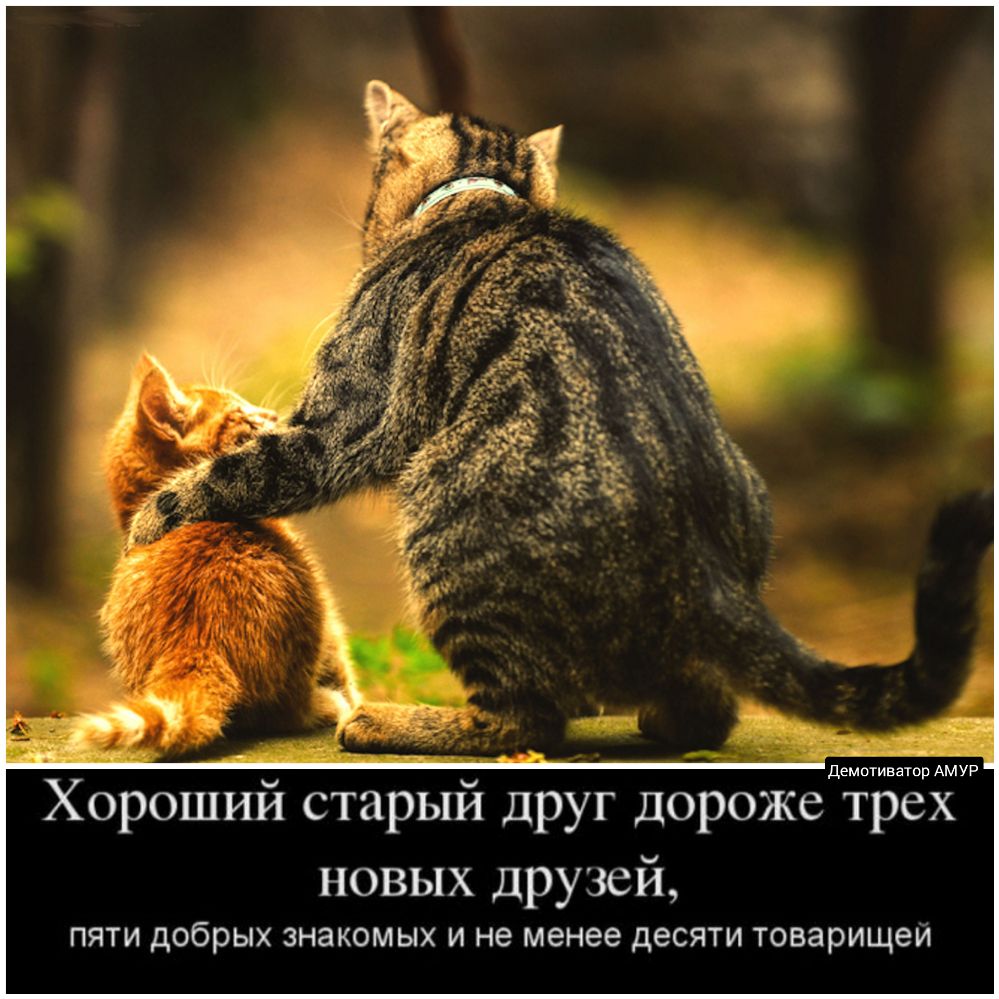 демптиватпр АМУР Хороший старый друг Дороже трех НОВЫХ друзей ПЯТИ добрых ЗНЭКОМЫХ И не менее десяти товарищем
