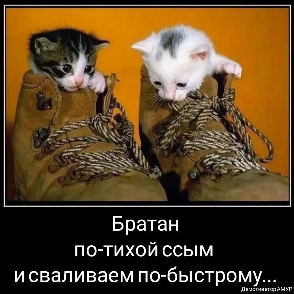 Братан по тихой ссым и сваливаем по быстрому демотиваторАМУР