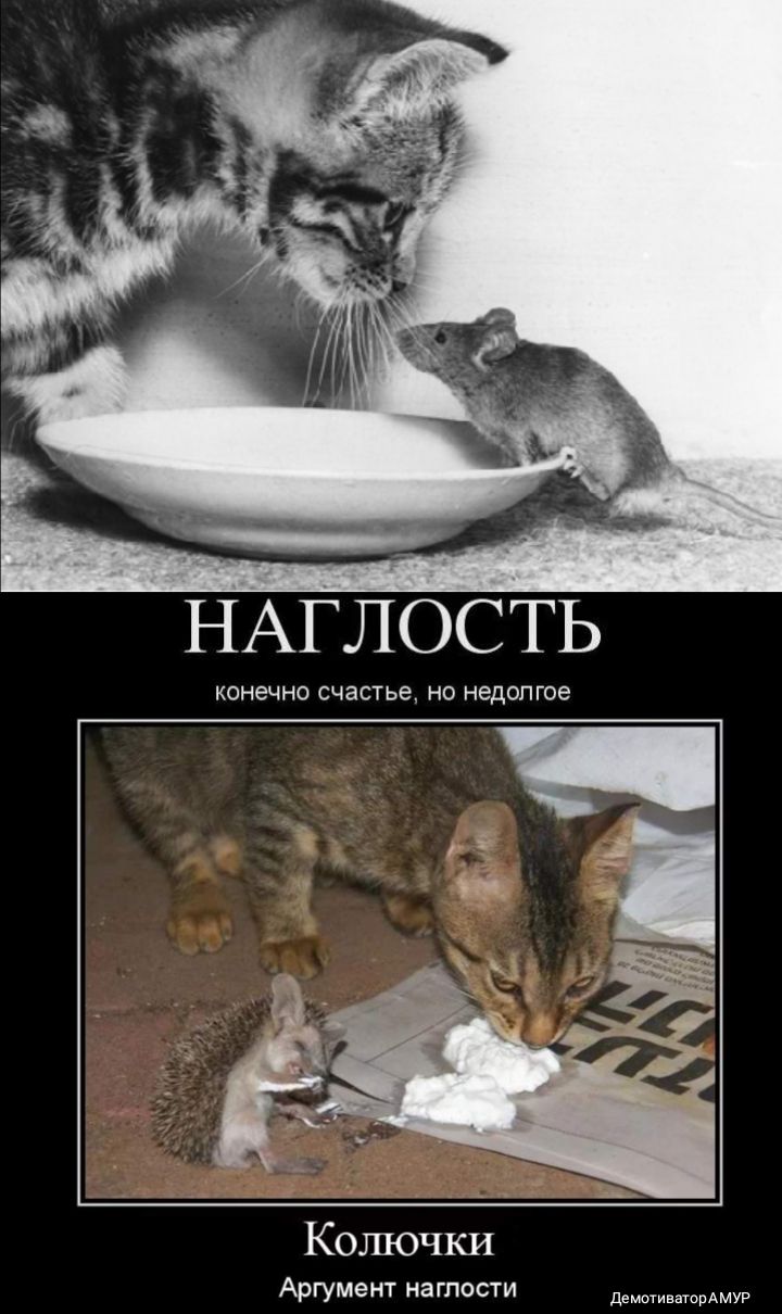 АГЛОСТ КОНЕЧНО счастье НО НЭДОПГОЭ Колючки Аргумент наглости двтммур