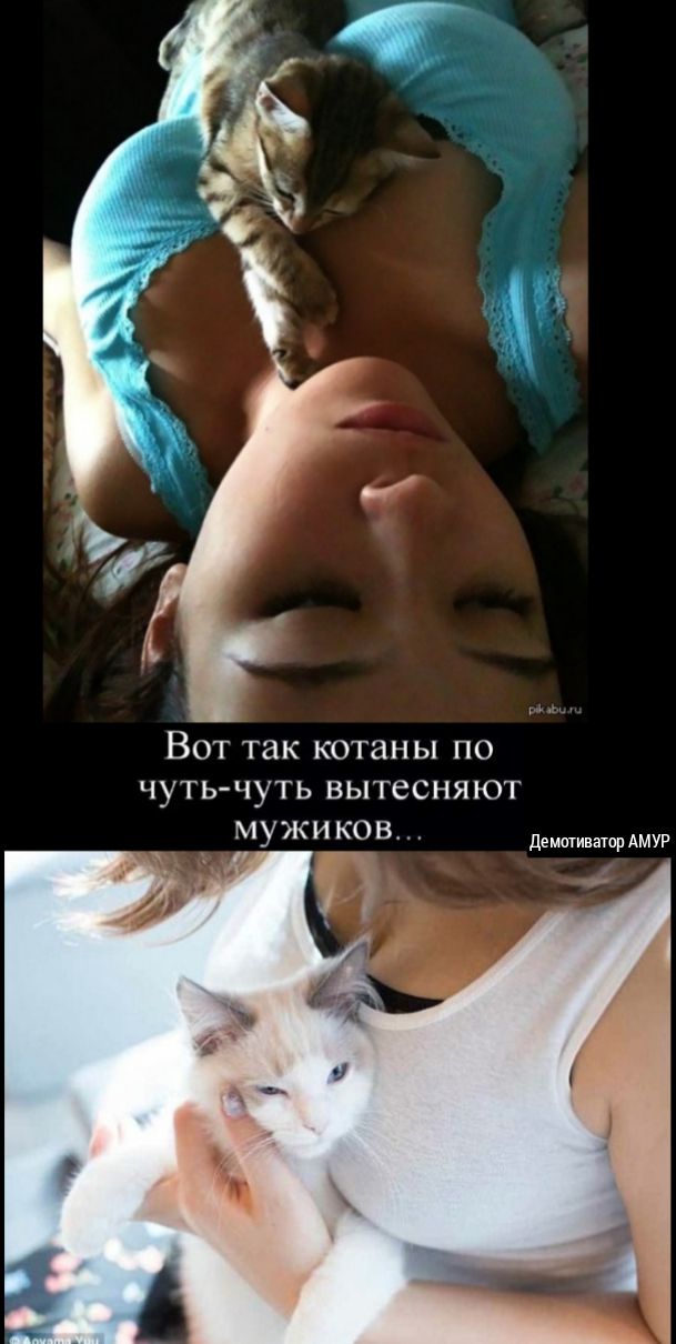 Вот так котаны по чуть чуть вытесняют мужи КОВ дваторАмуг