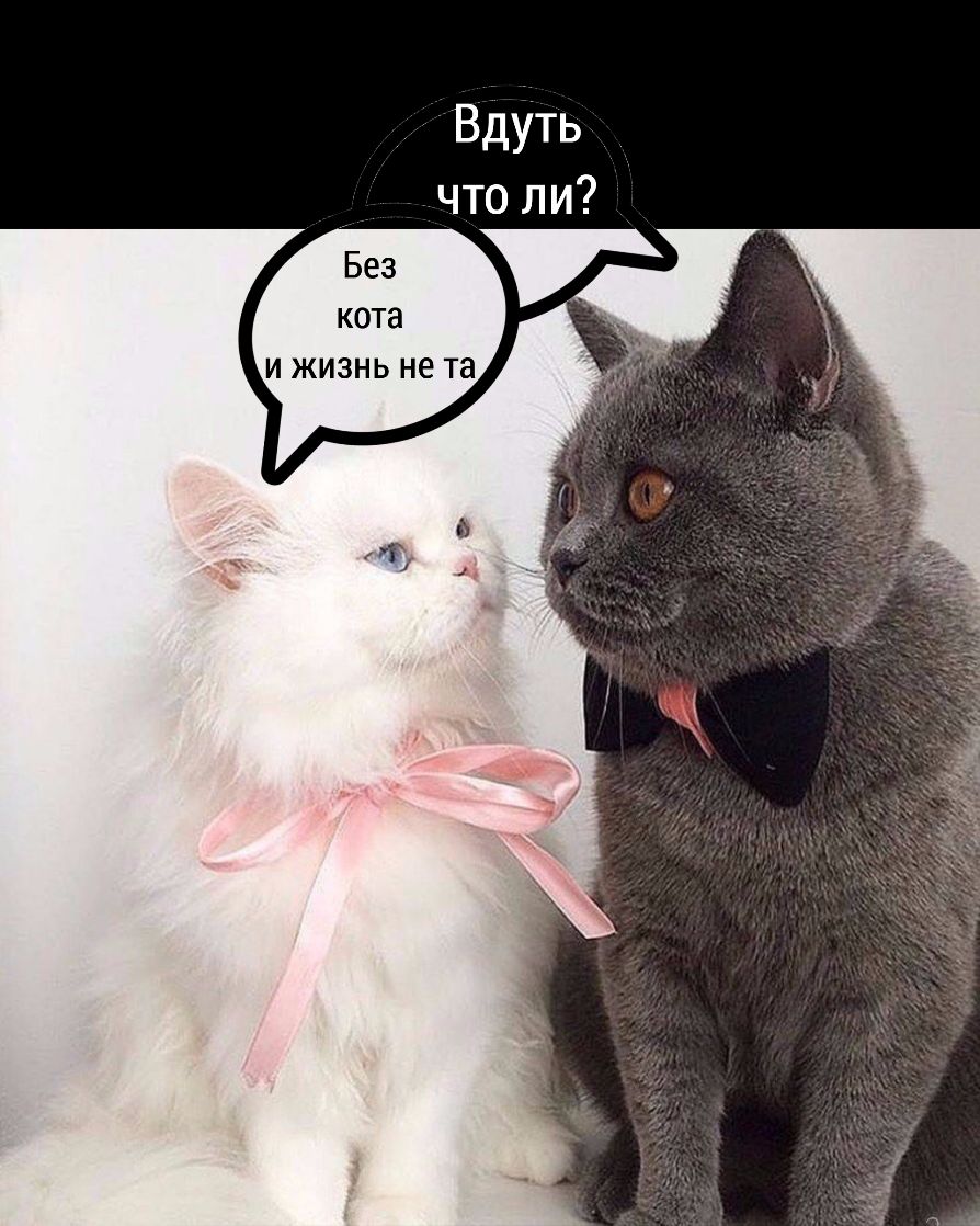 Без кота и жизнь не та