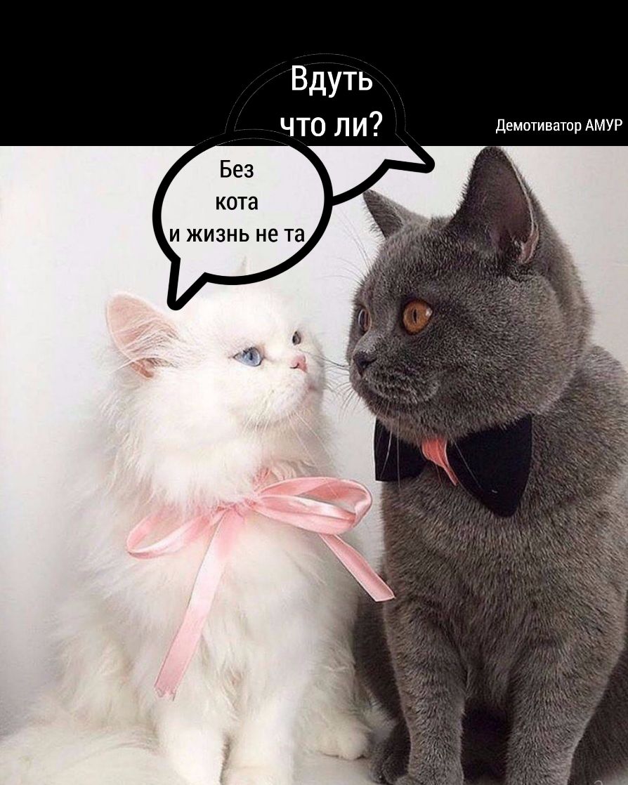 Демотиватор АМУР Без кота и жизнь не та