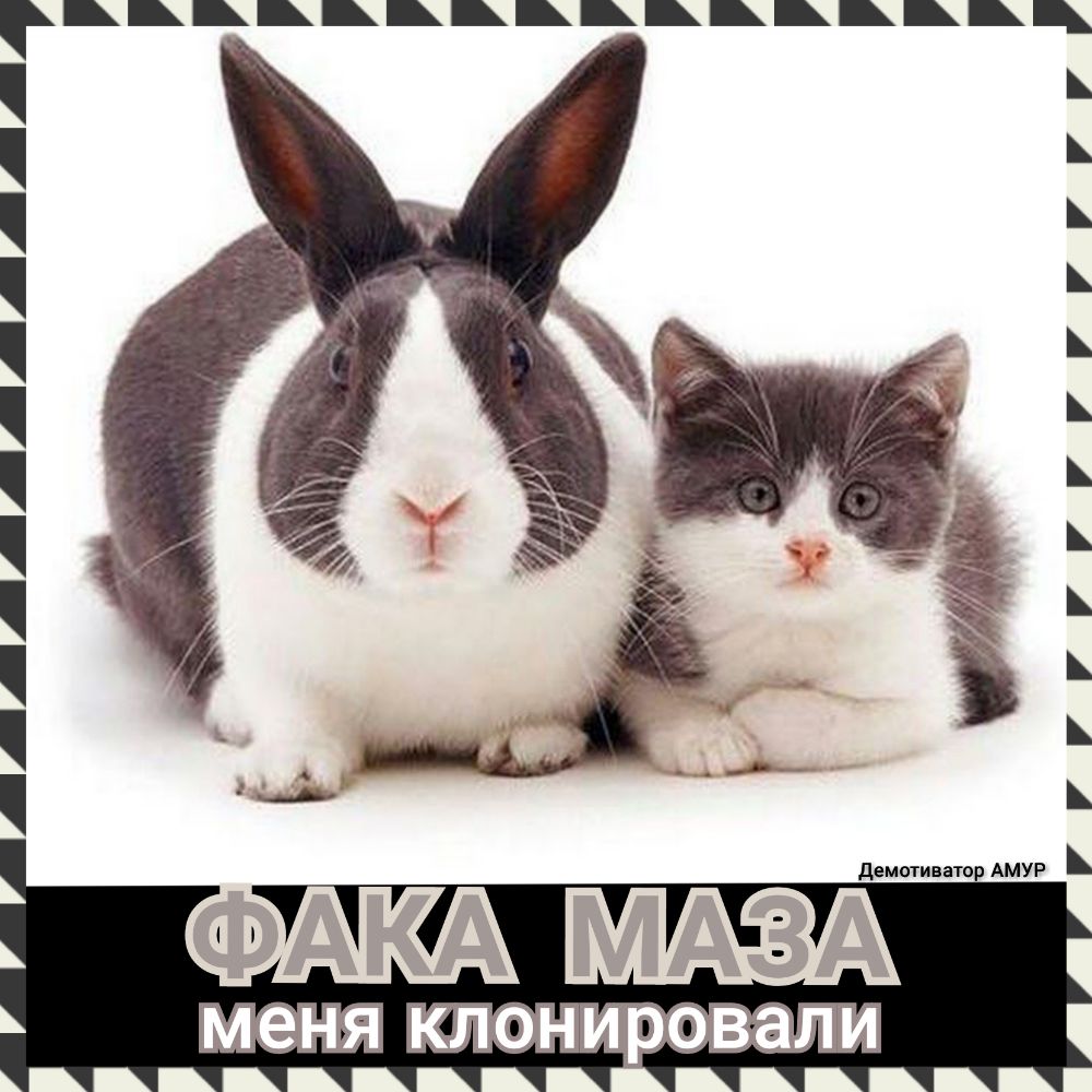 ЪЪЪЪЪЪЪЪЪЪЪЪ демотиватор АМУР ______ЦЦЦЦЦЦЦ