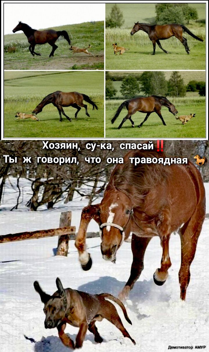 Хозяин су ка спасай _ д Ты ж товорил что _она травоядная Г 1 тошнило АМУР