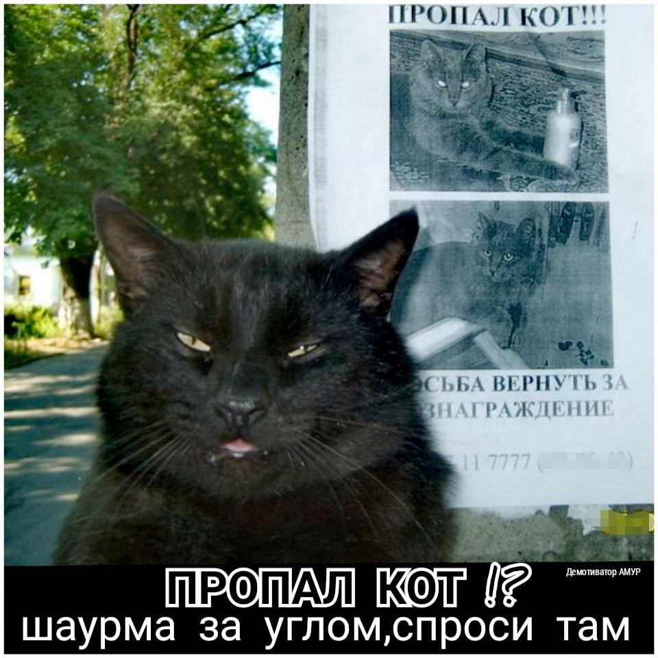 Потеряли кота. Пропал кот прикол. Потерялся кот прикол. Смешные объявления о пропаже. Смешное объявление о пропаже кота.