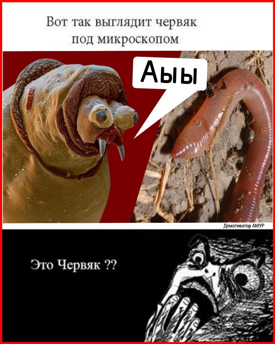 ВОТ ГЦК ВЫГЛЯЦПТ ЧСРВЯК ПОД МИКРОСКОПОМ Это Чсрвяк у