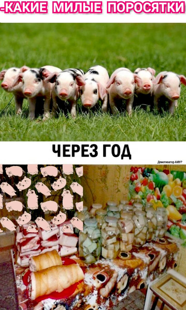 КАКИЕ ПОРОСЯТКИ