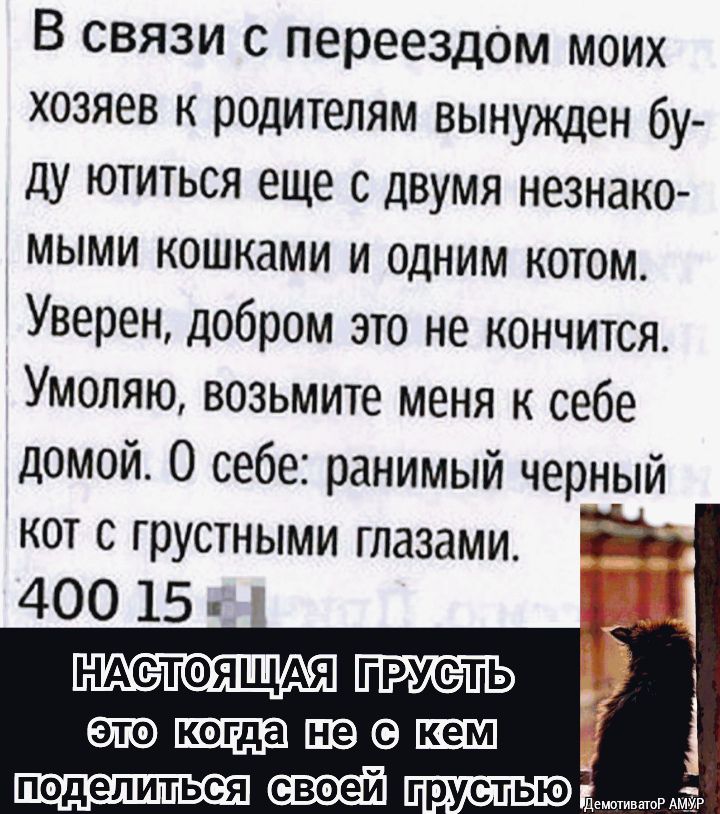 В связи с переездом моих хозяев к родителям вынужден бу ду ютиться еще с двумя незнако мыми кошками и одним котом Уверен добром это не кончится Умоляю возьмите меня к себе домой О себе ранимый черный кот с грустными глазами 400 15 НАСТОЯЩАЯ ГРУСТЬ апсошведы