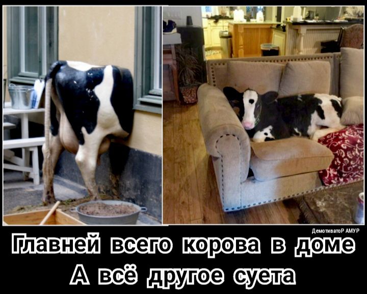 даши пп т МтсДжадик Атёдшэпа