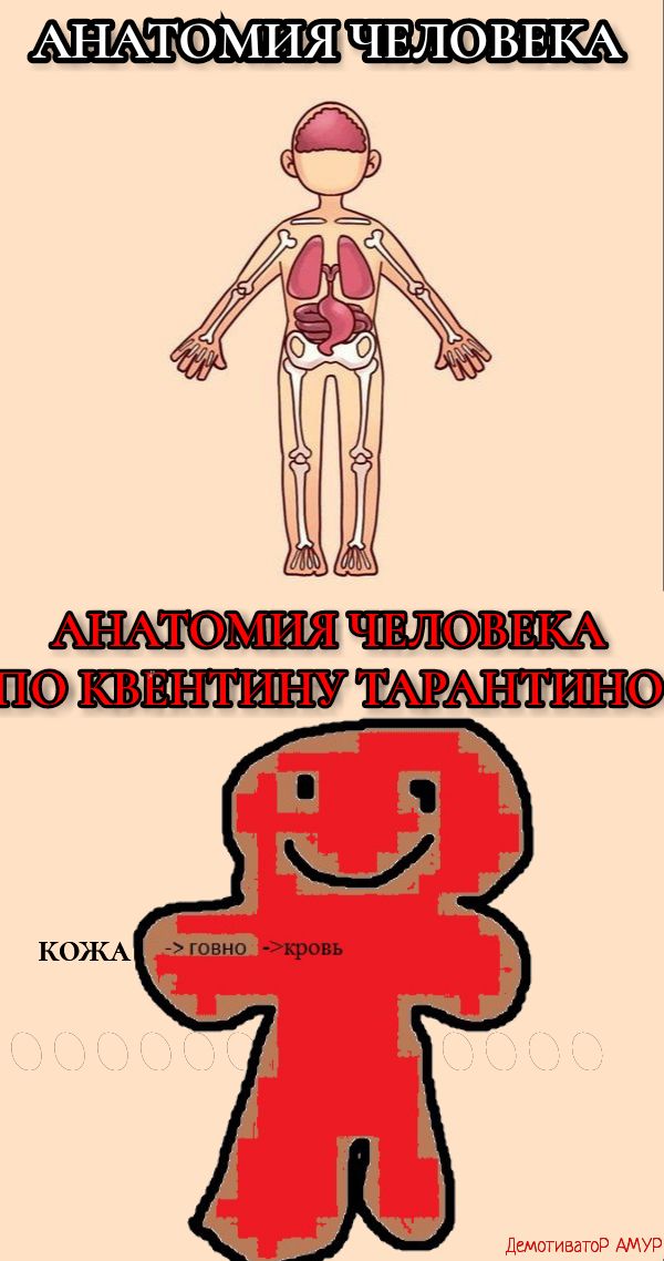 АНАчТФМИЯ ЧЕЛФВЕКА