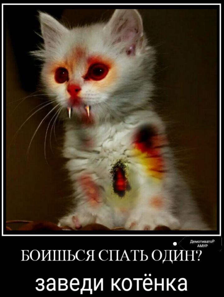 им тг БОИШЬСЯ СПАТЬ одйнт заведи котёнка