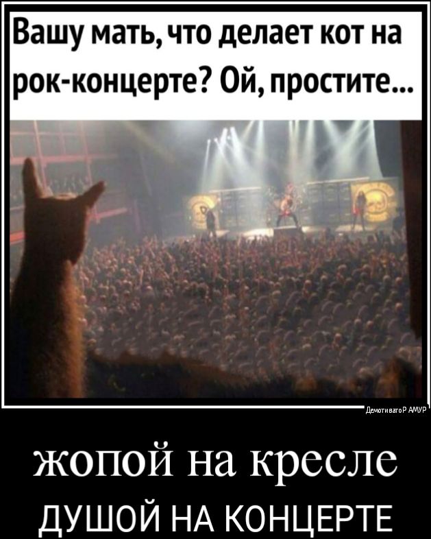 Вашу мать что делает кот на рок концерте Ой простите жопой на кресле ДУШОЙ НА КОНЦЕРТЕ