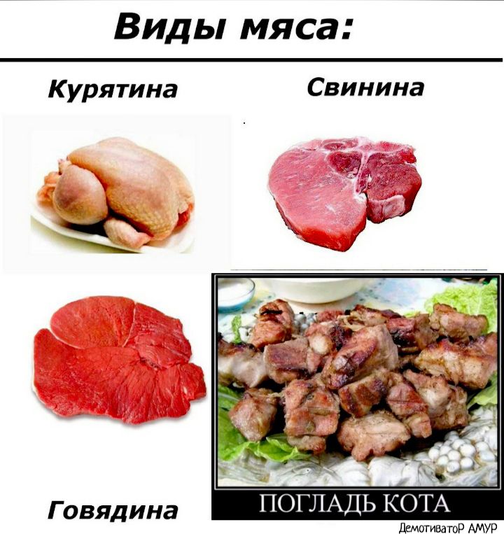 Виды мяса К урятина Свинина Говядина ПОГЛАДЬ КОТА ДгмотивагоР АМУР