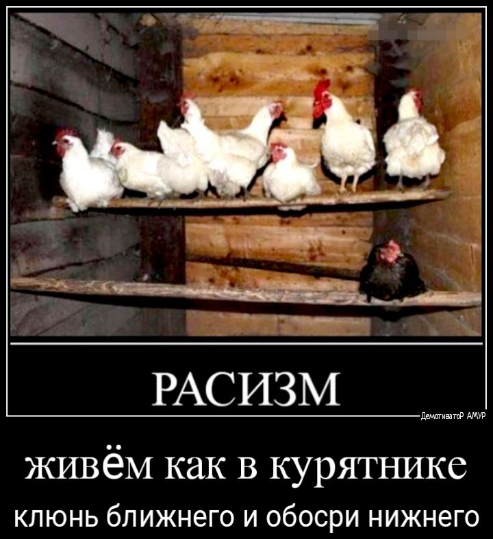 РАСИЗМ Вышивагф ЖИВёМ как В курЯТЪШКС кпюнь ближнего и обосри нижнего