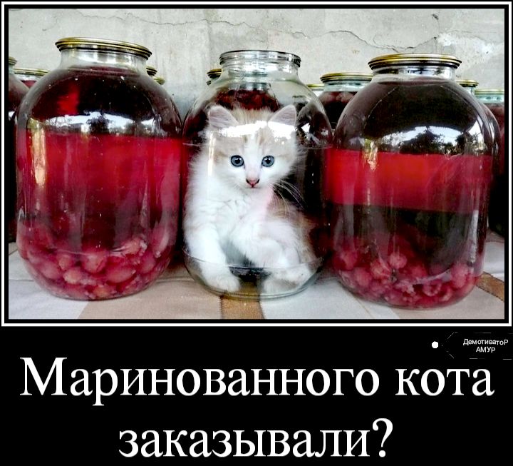 Маринованного коТа заказывали