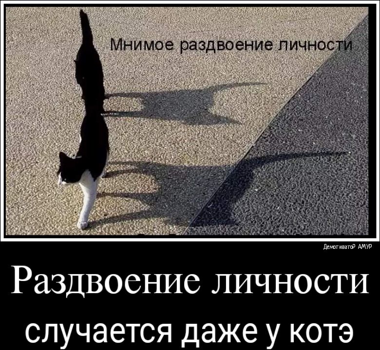 Раздвоение личности случается даже у котэ