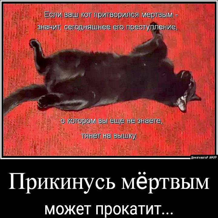 ЕСЛИ ваш КОТ притворился мертвым ЗНЭЧИТ СЕГОДНЯШНЭЭ его преступление НТФРХЭМ ВЫ еще не знаете тянет на вышку дм ннннн Прикинусь МёрТВЫМ МОЖЭТ ПРОКЭТИТ