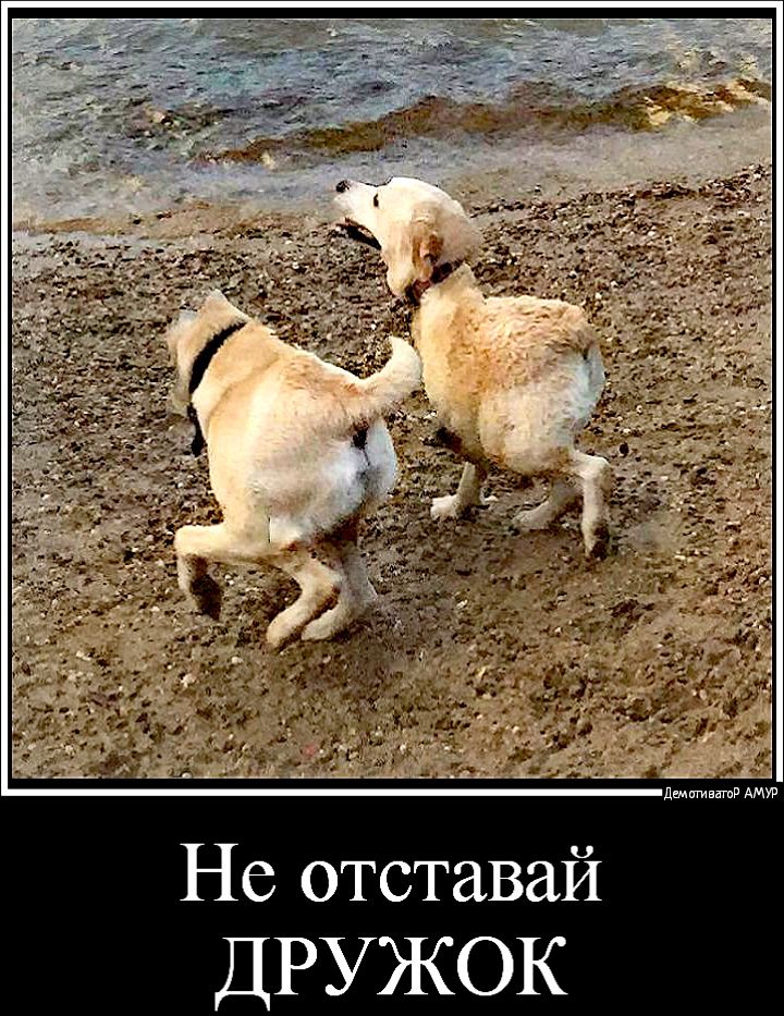 Не отставай ДРУЖОК