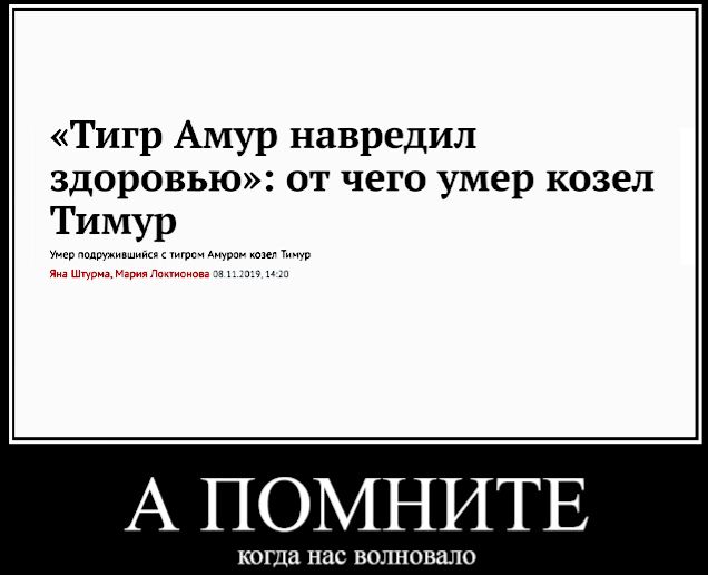 Тигр Амур навредил здоровью от чего умер козел А ПОМНИТЕ КОГДЗ нас ВОЛНОВЗЛО