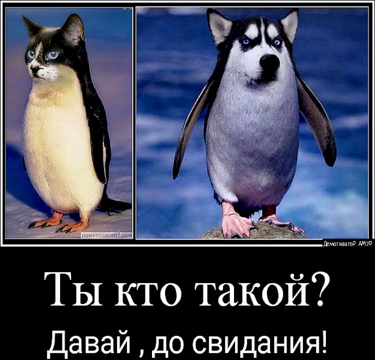 ТЫ кто такой Давай до свидания