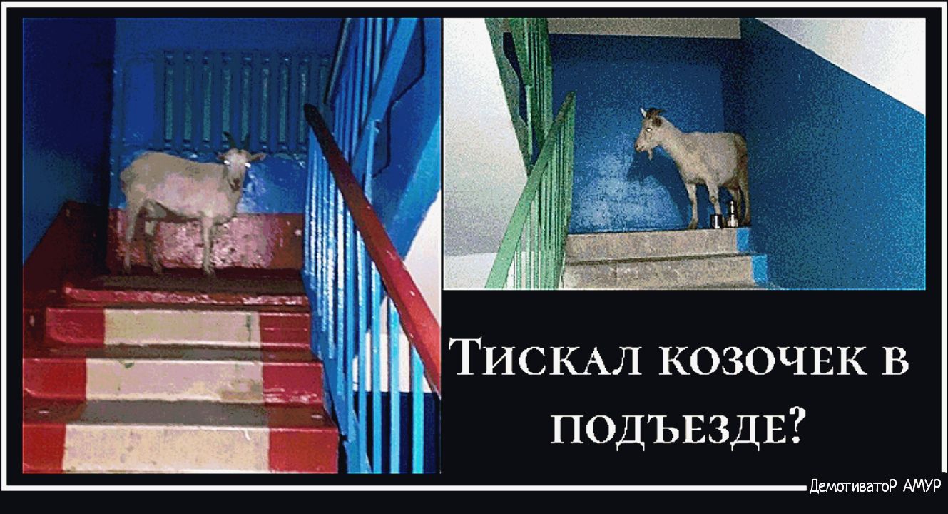 ТИСКАЛ козочвк В ПОДЪЕЗДЕ ДеметиватоР АМУР