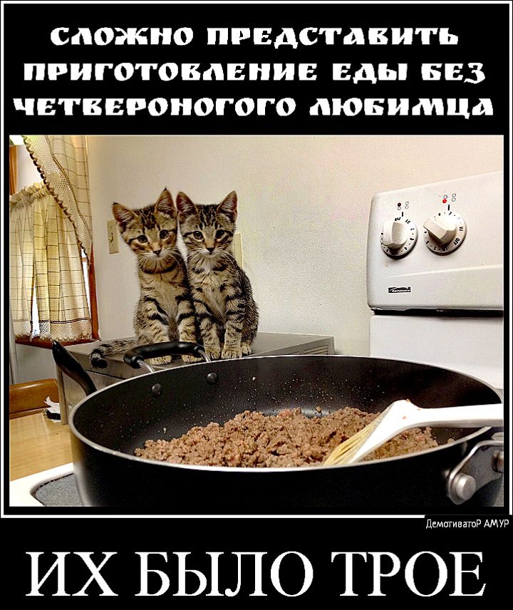СЛОЖНО ПРЕДСТАВИПЬ ПРИГОТОВЛЕНИЕ БД БЕЗ ЕТВЕРОНОГОГО ЛЮБИМЦЛ дшигиватнР АМУР ИХ БЫЛО ТРОЕ