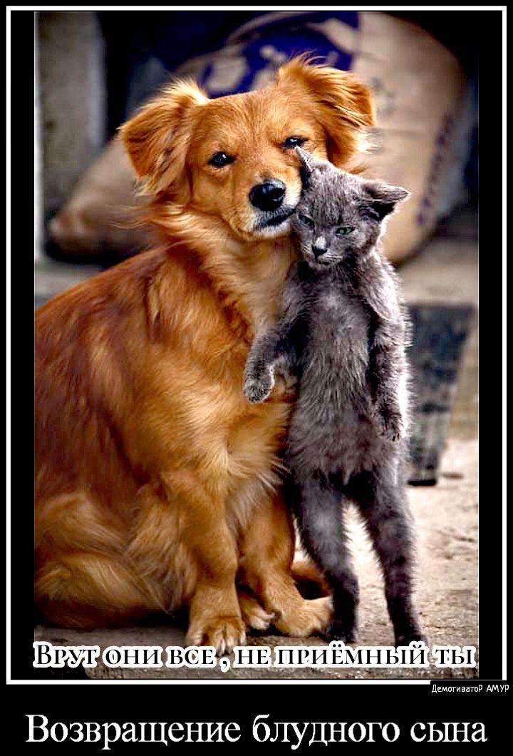 Возвращение блудного сьша