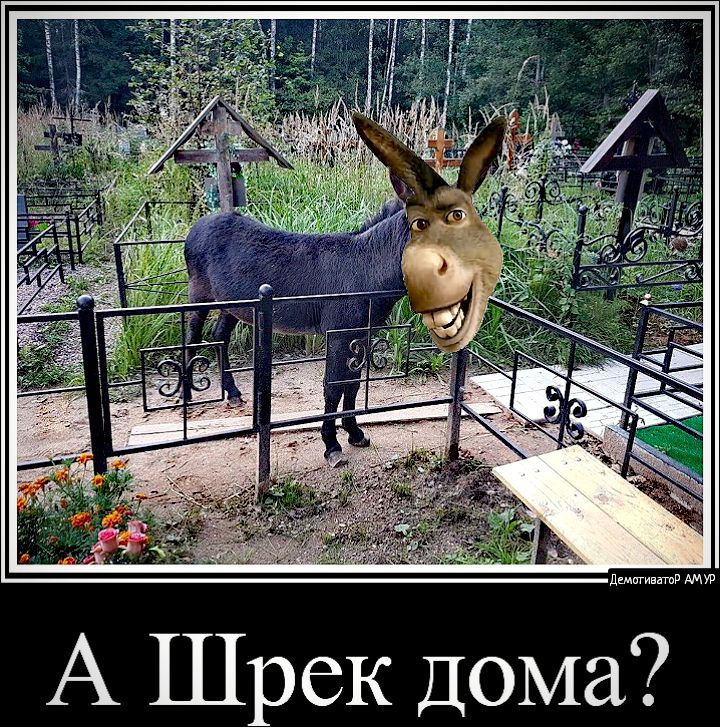 А Шрек Дома