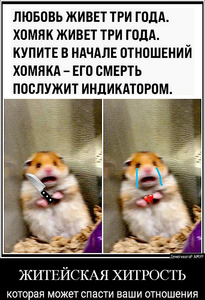 ЛЮБОВЬ ЖИВЕТ ТРИ ГОДА ХОМЯК ЖИВЕТ ТРИ ГОДА КУПИТЕ В НАЧАЛЕ ОТНОШЕНИЙ ХОМЯКА ЕГО СМЕРТЬ ПОСЛУЖИТ ИНДИКАТОРОМ ЖИТЕЙСКАЯ ХИТРОСТЬ КОТОЗЯ М0Ж8Т СПЗСТИ ваши 0ТН0Ш6НИЯ