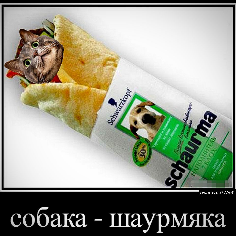 а К Я М Ш собака