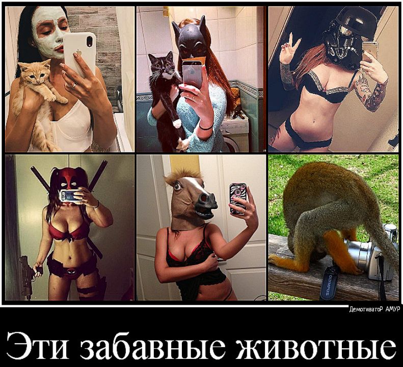 ЭТИ забавные животные