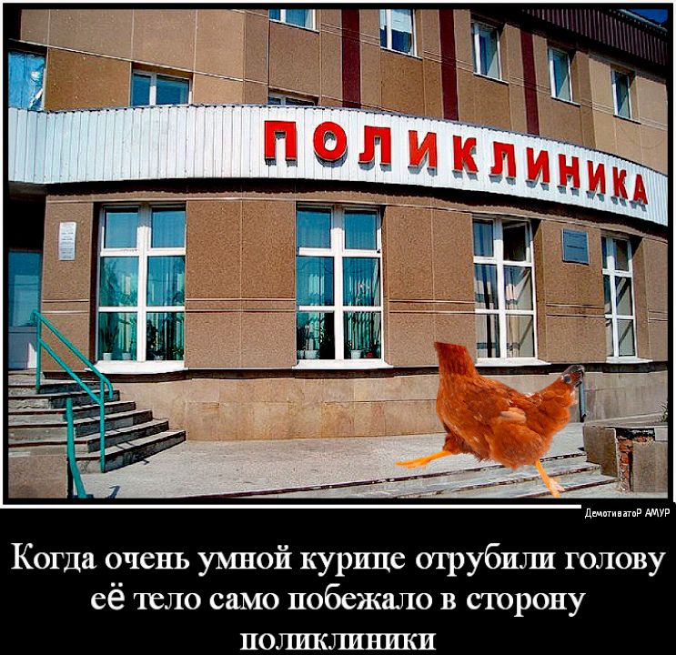 Когда очень умной курице отрубили голову её тело само побежало в сторону поликлиники