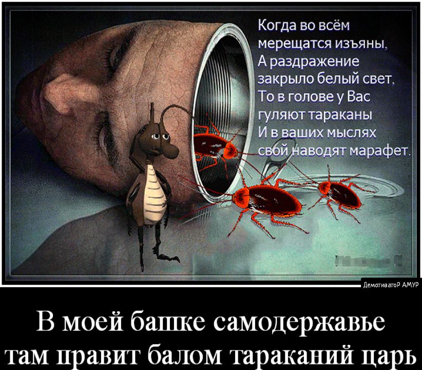 Отсутствие тараканов в голове 11 букв. Тараканы в голове. Человек с тараканами в голове. Смешное про тараканов в голове.