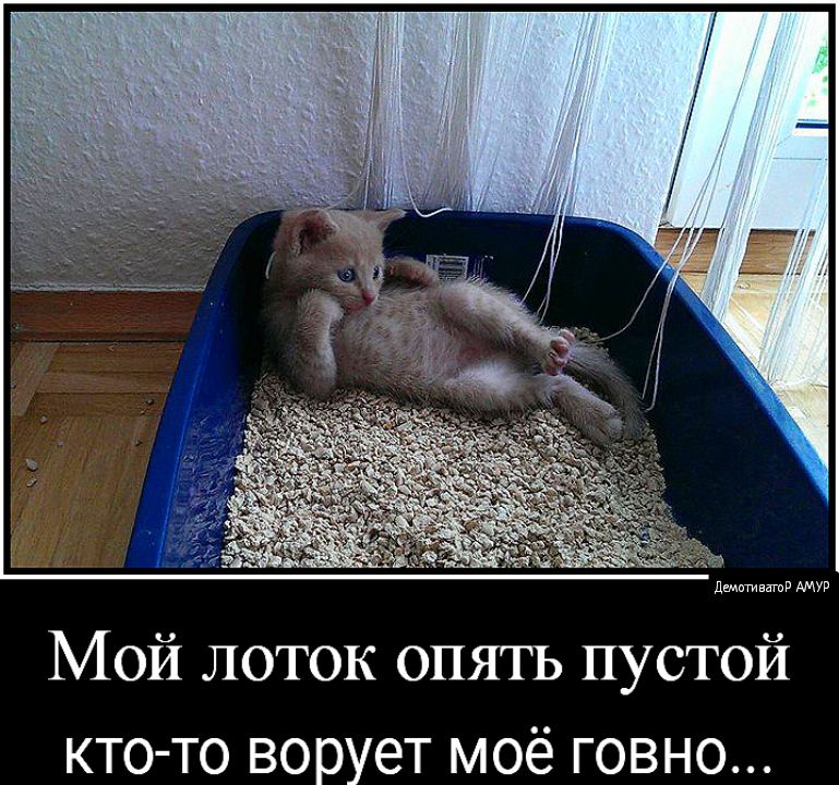 днмктгиватд АМУР Мой лоток опять пустой кто то ворует моё говно