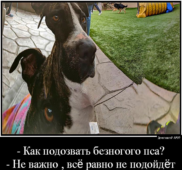 Как подозвать безногого пса Не важно всё равно не подойдёт