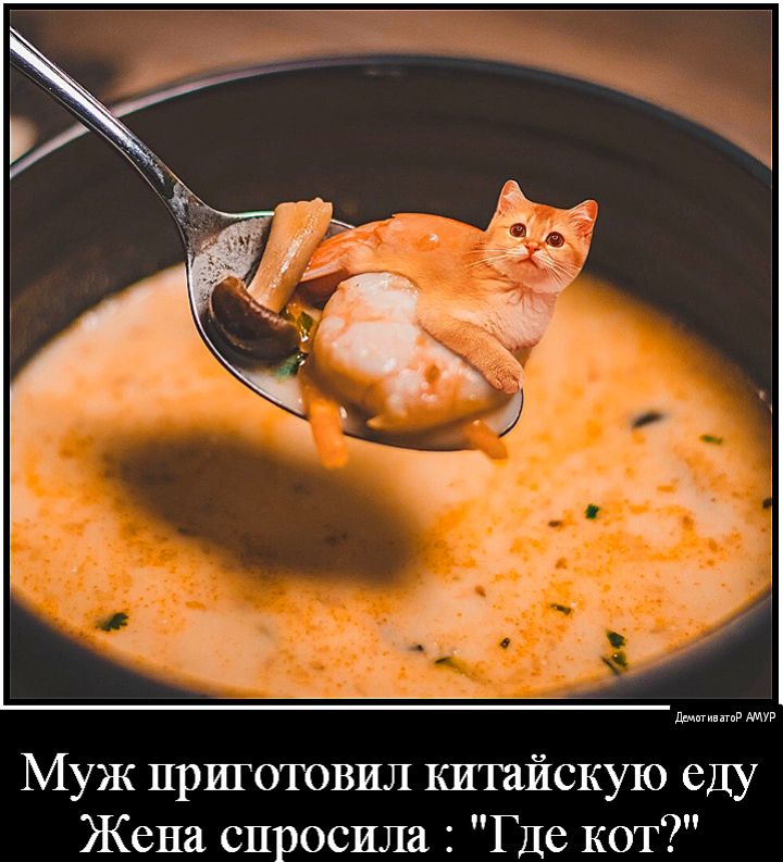 Муж приготовил китайскую еду Жена спросила Где кот