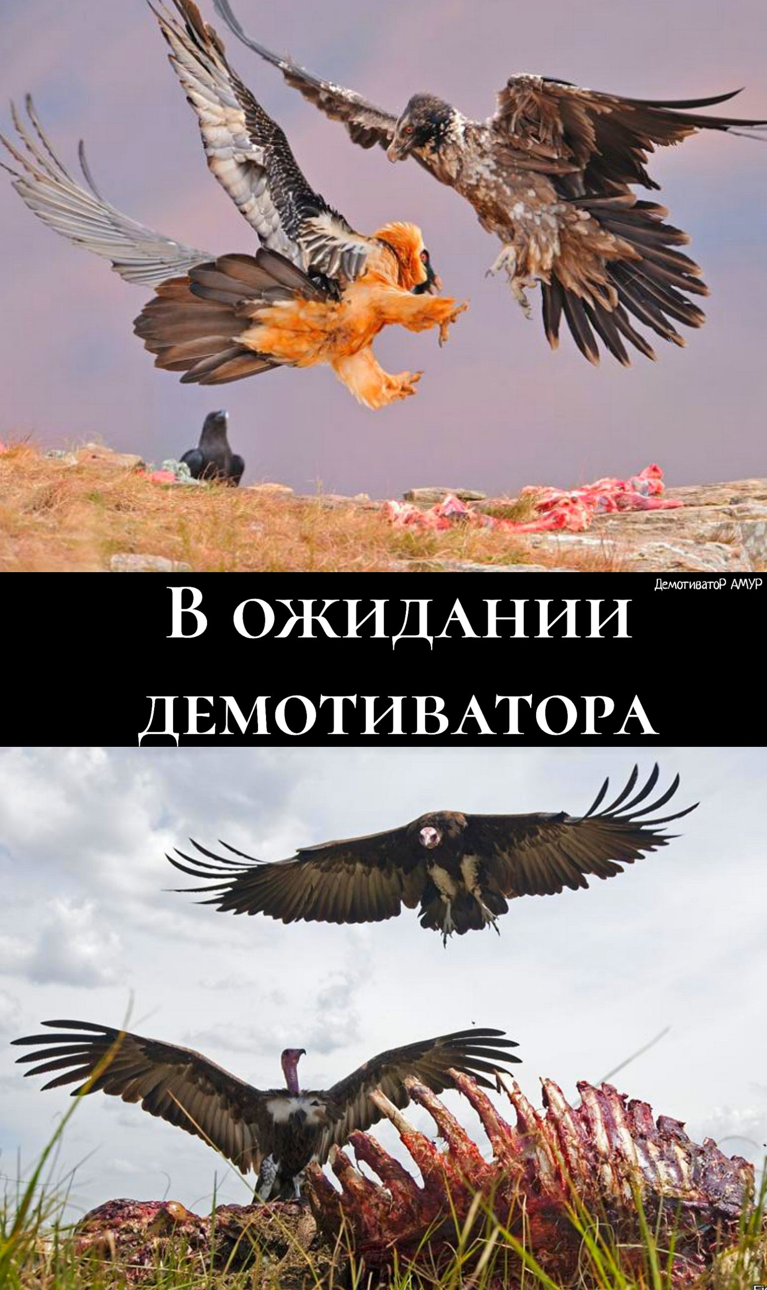 ДемативатоР АМУР им И Н АА ДВ О ОМ ВЕ