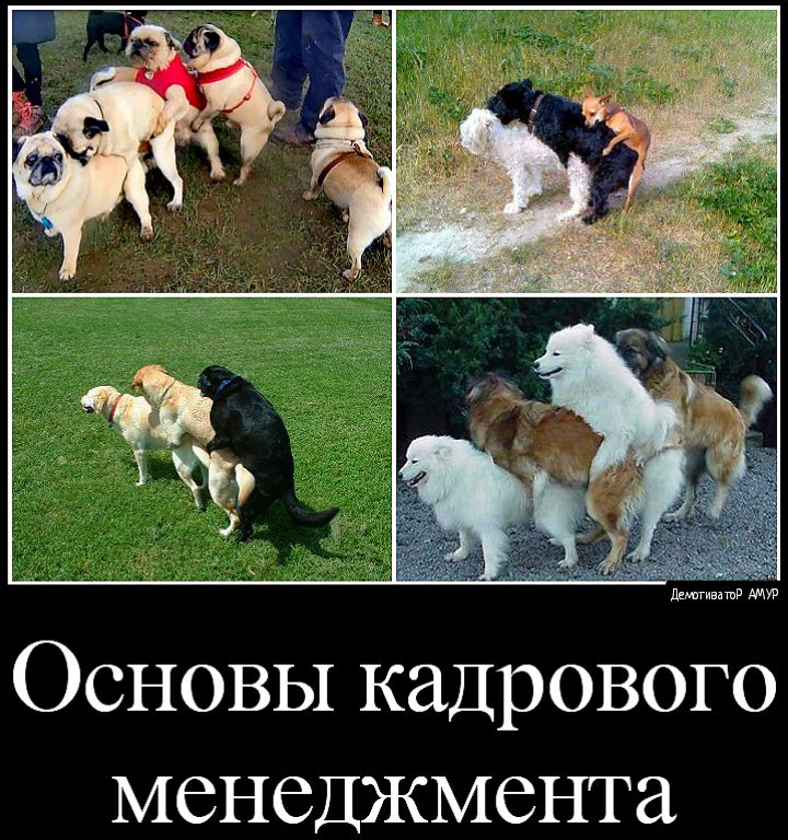 Основы кадрового менеджмента