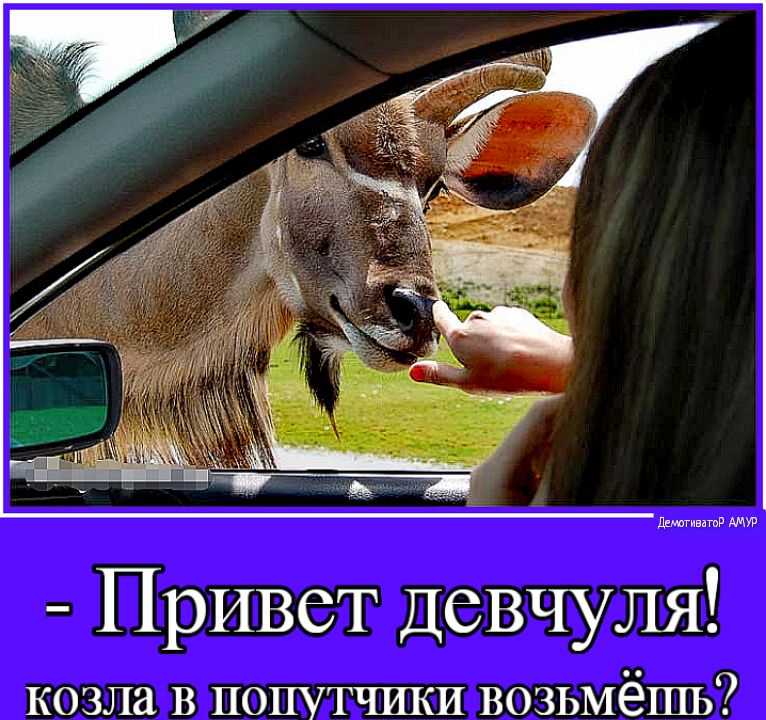 Лкагивитд Привет девчуля КОЗЛЗ В ПОПУТЧИКИ ВОЗЬМёШЬ