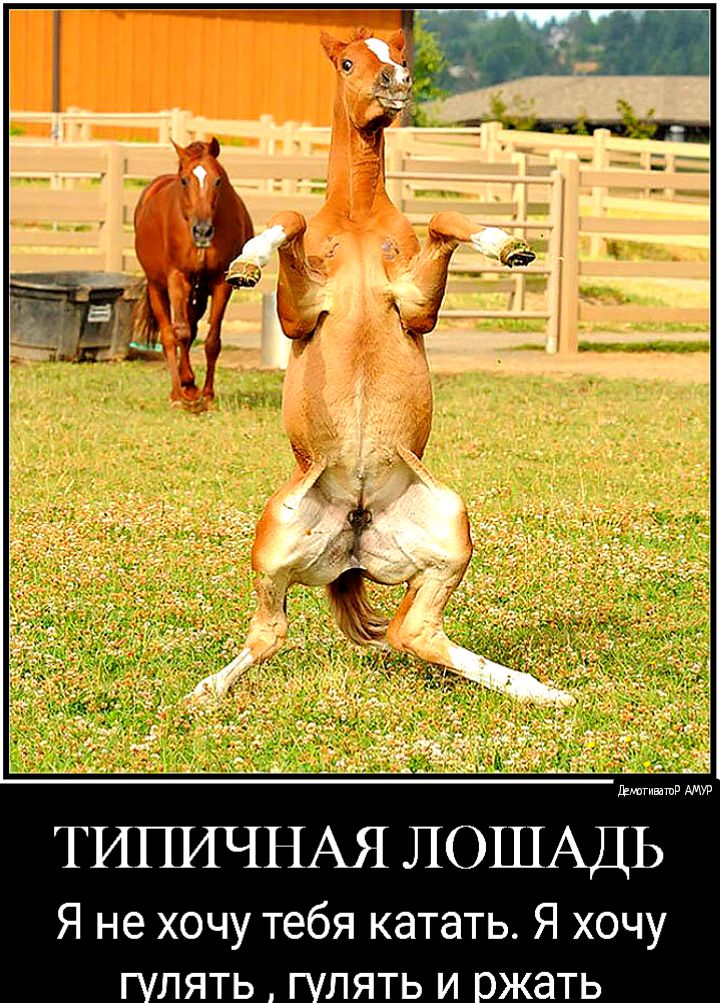 ТИШЧНАЯ ЛОШАДЬ Я не хочу тебя катать Я хочу