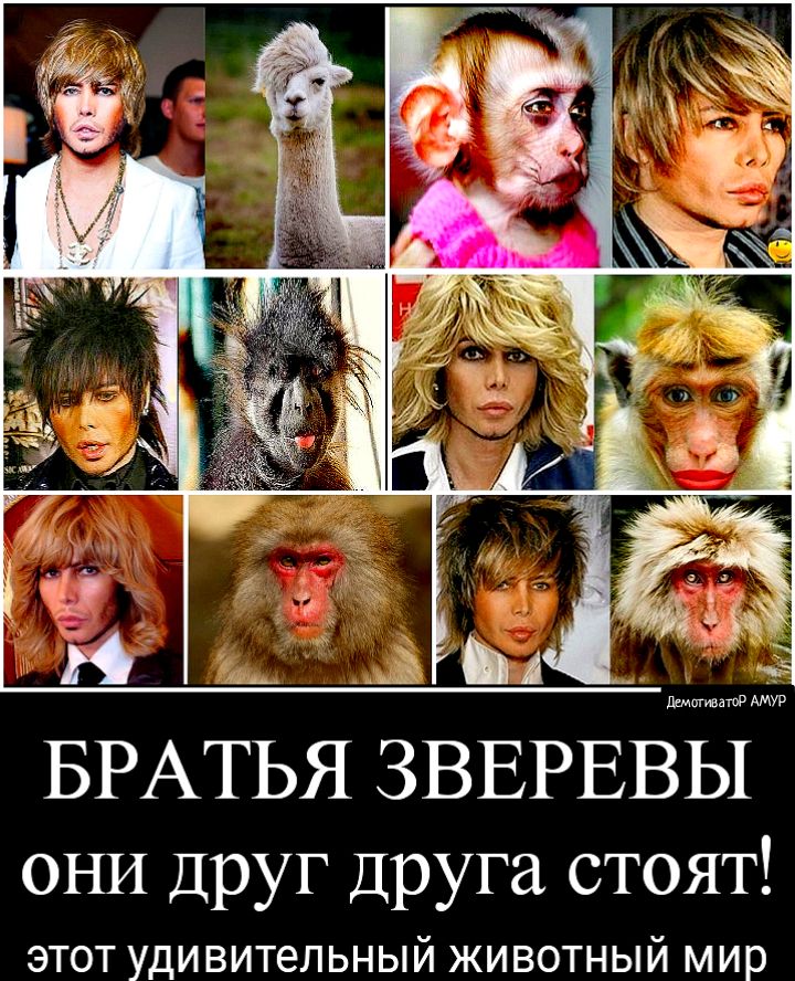 БРАТЬЯ ЗВЕРЕВЫ ОНИ Друг Друга стоят ЭТОТ УДИВИТЕЛЬНЫЙ ЖИВОТНЫЙ мир