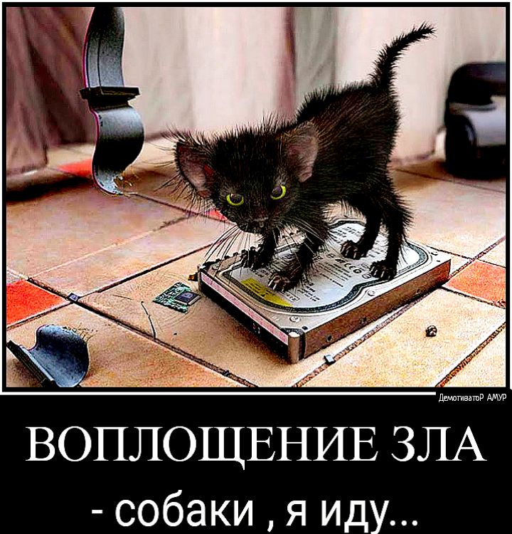 ВОПЛОЩЕНИЕ ЗЛА собаки я иду