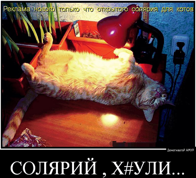 дщигивптв АМУР СОЛЯРИЙ ХУЛИ