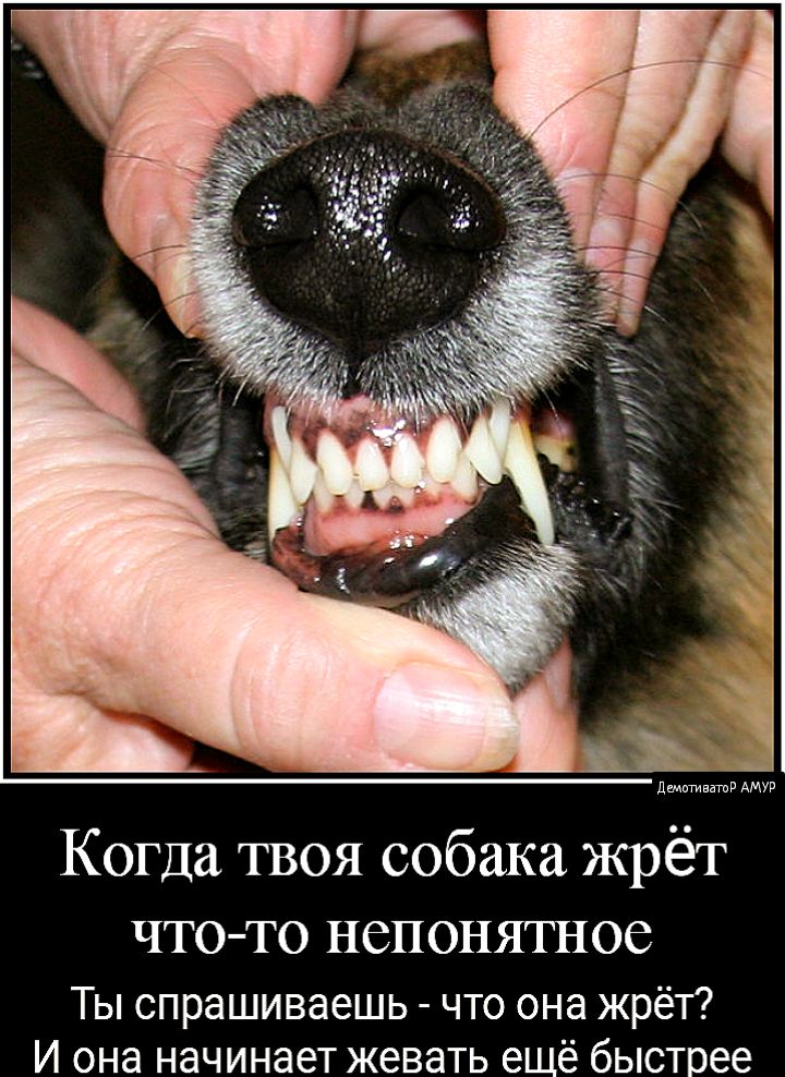 АМУР Когда твоя собака жрёт ЧТО ТО НСПОНЯТНОС Ты спрашиваешь что она жрёт И она начинает жевать ещё быстрее