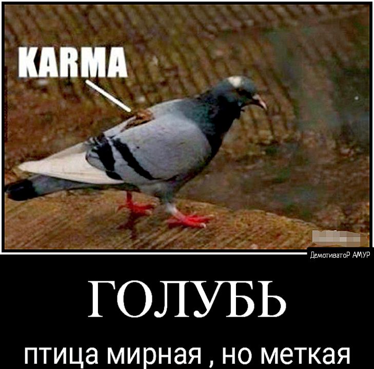 ГОЛУБЬ ПТИЦЗ мирная НО меткая