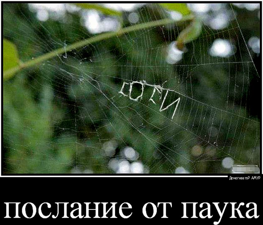 послание от паука
